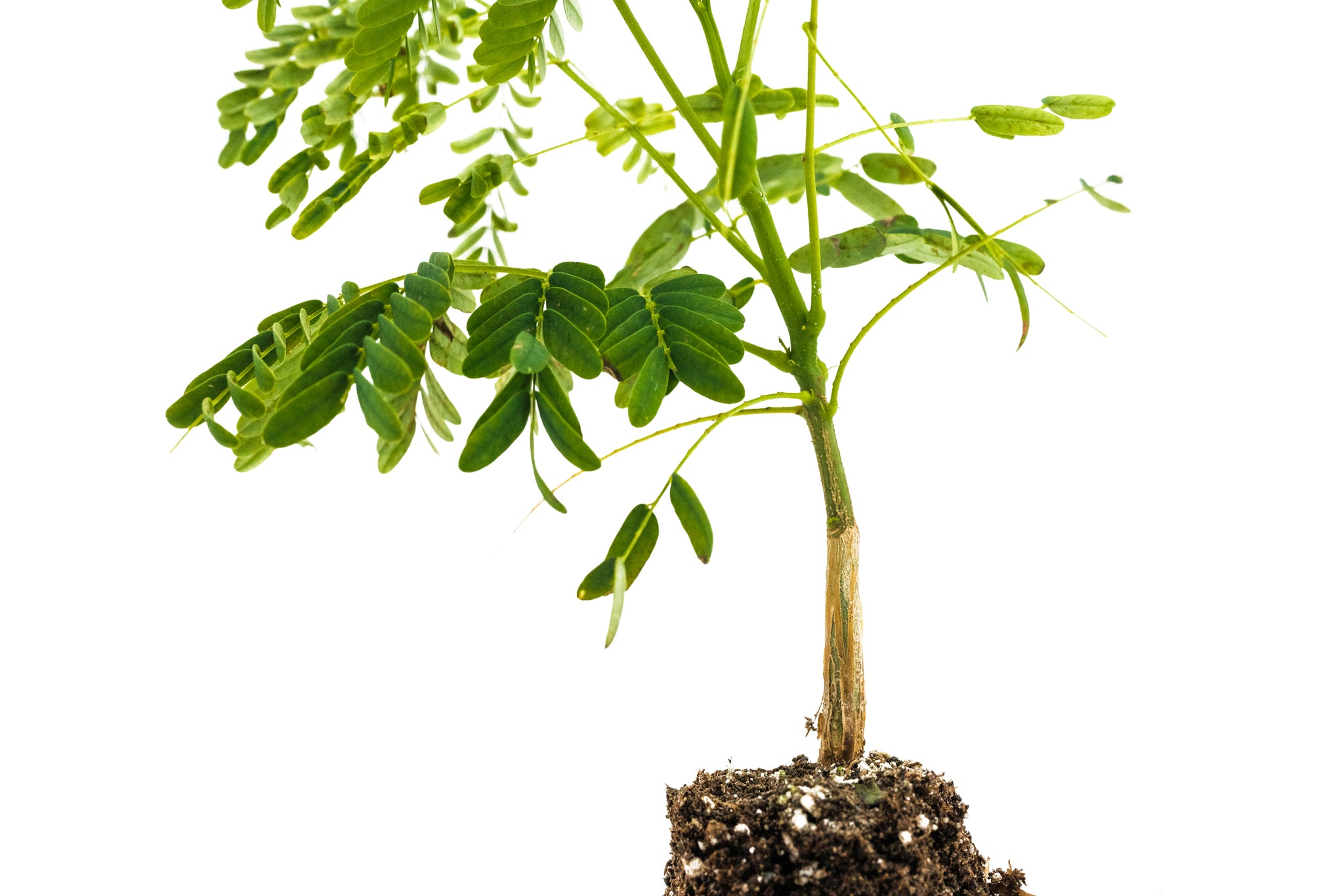 flame tree bonsai for sale Flame Tree