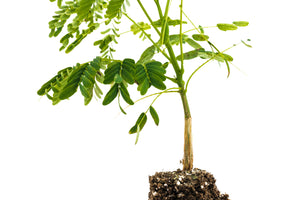 Flame Tree | Medium Tree Seedling | The Jonsteen Company