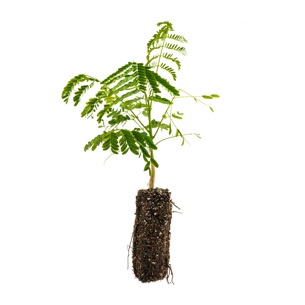 Flame Tree | Medium Tree Seedling | The Jonsteen Company