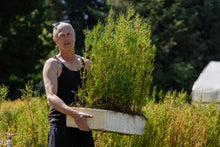 Load image into Gallery viewer, Flash Sale: Tall Tree Seedlings
