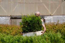 Load image into Gallery viewer, Flash Sale: Tall Tree Seedlings