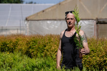 Load image into Gallery viewer, Flash Sale: Tall Tree Seedlings