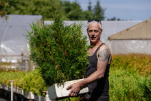 Load image into Gallery viewer, Flash Sale: Tall Tree Seedlings