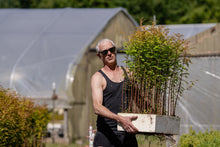 Load image into Gallery viewer, Flash Sale: Tall Tree Seedlings