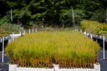 Load image into Gallery viewer, Flash Sale: Tall Tree Seedlings