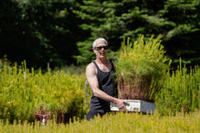 Load image into Gallery viewer, Flash Sale: Tall Tree Seedlings
