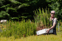 Load image into Gallery viewer, Flash Sale: Tall Tree Seedlings