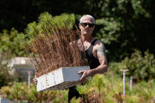 Load image into Gallery viewer, Flash Sale: Tall Tree Seedlings