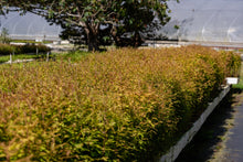Load image into Gallery viewer, Flash Sale: Tall Tree Seedlings