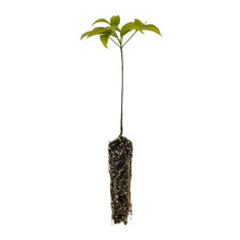 Load image into Gallery viewer, Flowering Dogwood | Small Tree Seedling | The Jonsteen Company