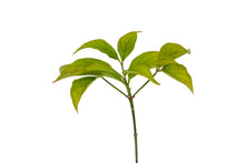 Load image into Gallery viewer, Flowering Dogwood | Small Tree Seedling | The Jonsteen Company