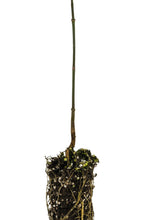Load image into Gallery viewer, Flowering Dogwood | Small Tree Seedling | The Jonsteen Company