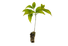 Load image into Gallery viewer, Flowering Dogwood | Small Tree Seedling | The Jonsteen Company