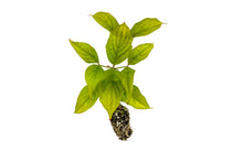 Load image into Gallery viewer, Flowering Dogwood | Small Tree Seedling | The Jonsteen Company