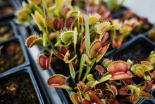 Load image into Gallery viewer, Venus Flytrap | Carnivorous Plant Grow Kit | The Jonsteen Company