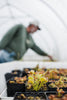 Venus Flytrap | Carnivorous Plant Grow Kit | The Jonsteen Company