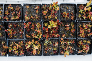 Venus Flytrap | Carnivorous Plant Grow Kit | The Jonsteen Company