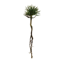 Load image into Gallery viewer, Foxtail Pine | Small Tree Seedling | The Jonsteen Company