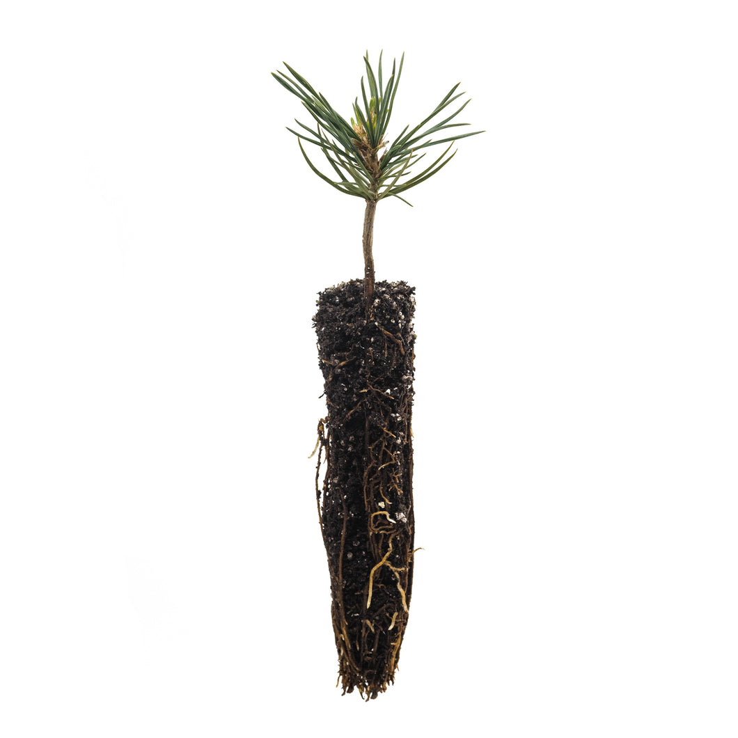 Foxtail Pine | Small Tree Seedling | The Jonsteen Company