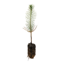 Load image into Gallery viewer, Ghost Pine | Medium Tree Seedling | The Jonsteen Company