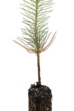 Load image into Gallery viewer, Ghost Pine | Medium Tree Seedling | The Jonsteen Company