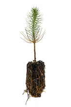 Load image into Gallery viewer, Ghost Pine | Medium Tree Seedling | The Jonsteen Company