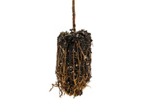 Load image into Gallery viewer, Ghost Pine | Medium Tree Seedling | The Jonsteen Company