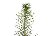 Load image into Gallery viewer, Ghost Pine | Medium Tree Seedling | The Jonsteen Company