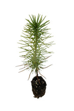 Load image into Gallery viewer, Ghost Pine | Medium Tree Seedling | The Jonsteen Company