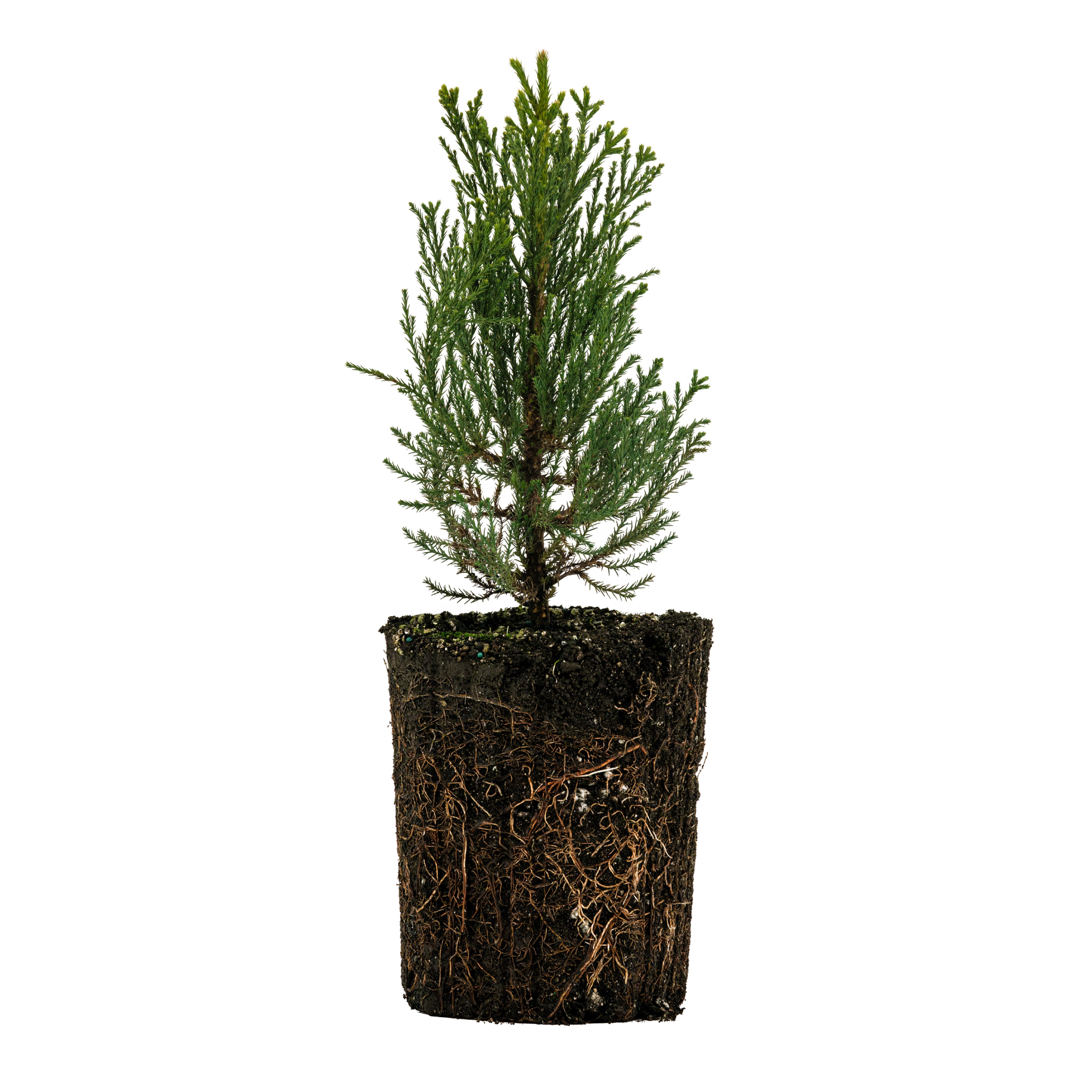コロニスタ　oman10 real tree LandscapeHub | Plant information for Quercus robur