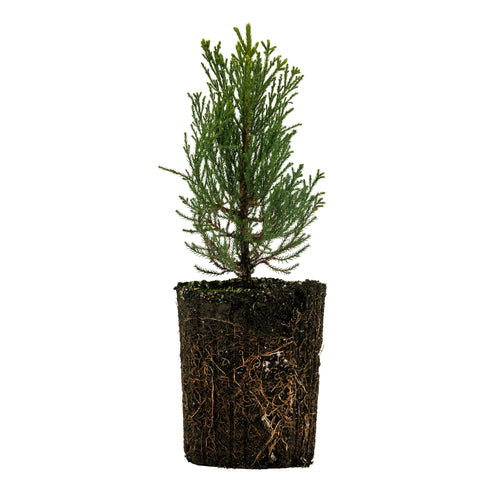 Giant Sequoia | XL Tree Seedling