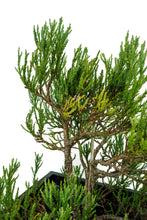 Load image into Gallery viewer, Bonsai Special | Giant Sequoia (B7)