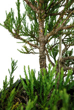 Load image into Gallery viewer, Bonsai Special | Giant Sequoia (B7)