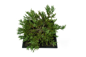 Bonsai Special | Giant Sequoia (B7)