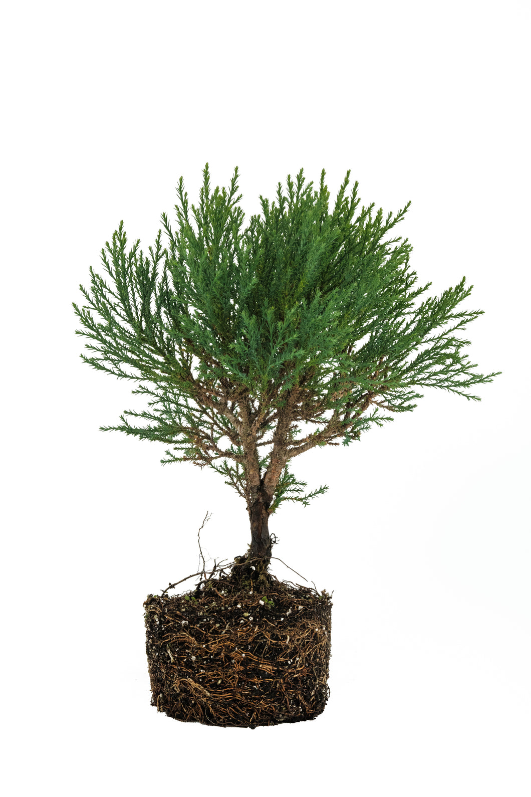 Bonsai Special | Giant Sequoia (A1)