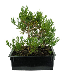 Bonsai Special | Giant Sequoia (B7)