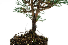 Load image into Gallery viewer, Bonsai Special | Giant Sequoia (A1)