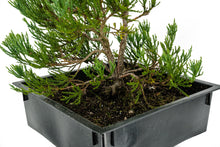 Load image into Gallery viewer, Bonsai Special | Giant Sequoia (B7)