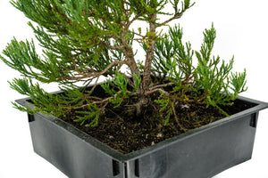 Bonsai Special | Giant Sequoia (B7)