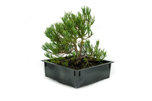 Bonsai Special | Giant Sequoia (B7)