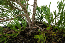 Load image into Gallery viewer, Bonsai Special | Giant Sequoia (B7)