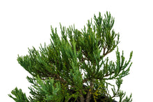 Load image into Gallery viewer, Bonsai Special | Giant Sequoia (B7)