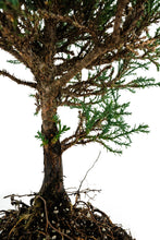 Load image into Gallery viewer, Bonsai Special | Giant Sequoia (A1)