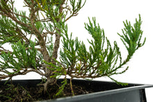 Load image into Gallery viewer, Bonsai Special | Giant Sequoia (B7)