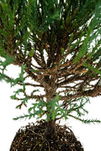 Load image into Gallery viewer, Bonsai Special | Giant Sequoia (A1)