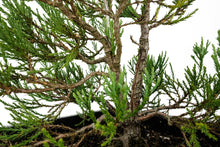 Load image into Gallery viewer, Bonsai Special | Giant Sequoia (B7)