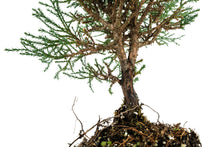 Load image into Gallery viewer, Bonsai Special | Giant Sequoia (A1)