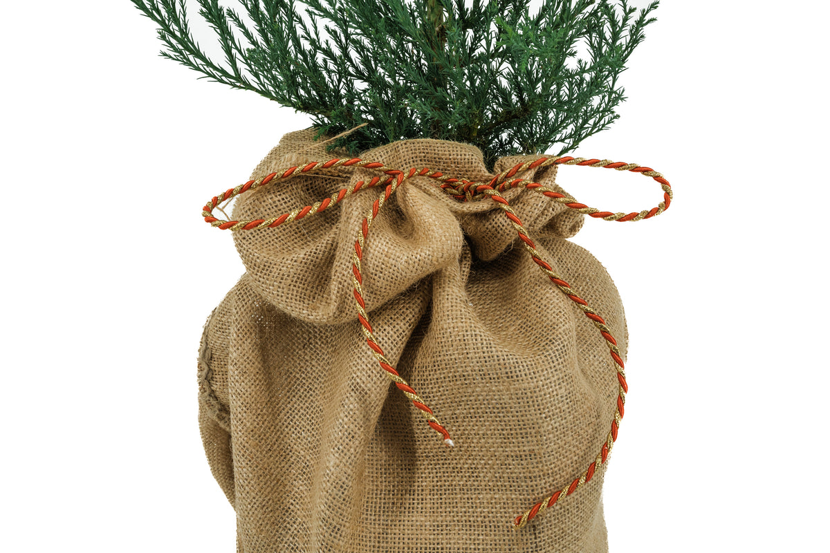 Giant Sequoia w/ Burlap Gift Wrapping – SequoiaTrees.com