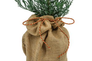 Giant Sequoia w/ Burlap Gift Wrapping | The Jonsteen Company