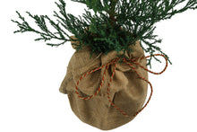 Load image into Gallery viewer, Giant Sequoia w/ Burlap Gift Wrapping | The Jonsteen Company